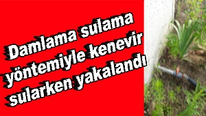 Damlama sulama yöntemiyle kenevir sularken yakalandı